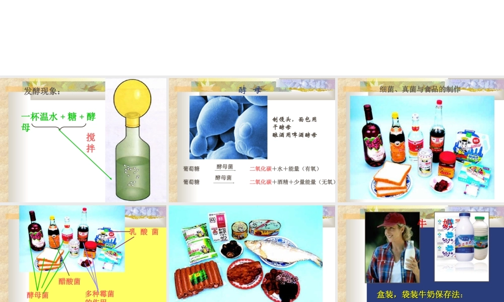 八年级生物 人类对细菌和真菌的利用课件