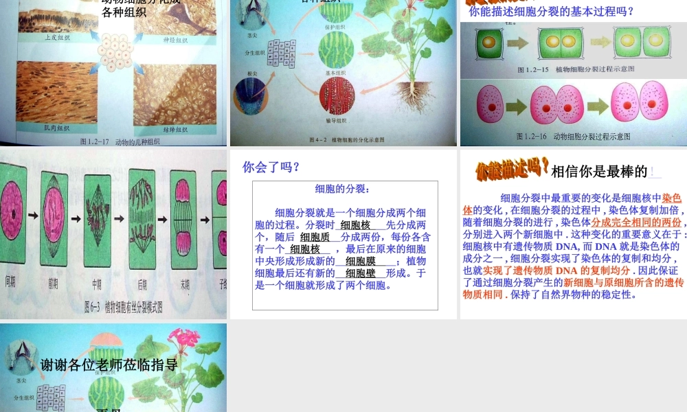 生物优质课课件-细胞的分裂和分化