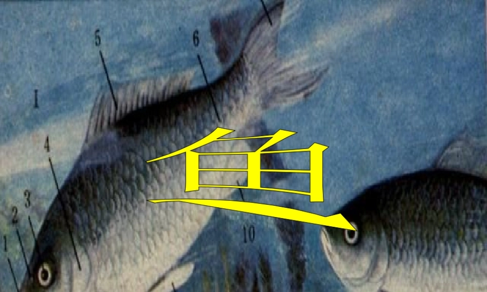 八年级生物新人教版鱼ppt 课件