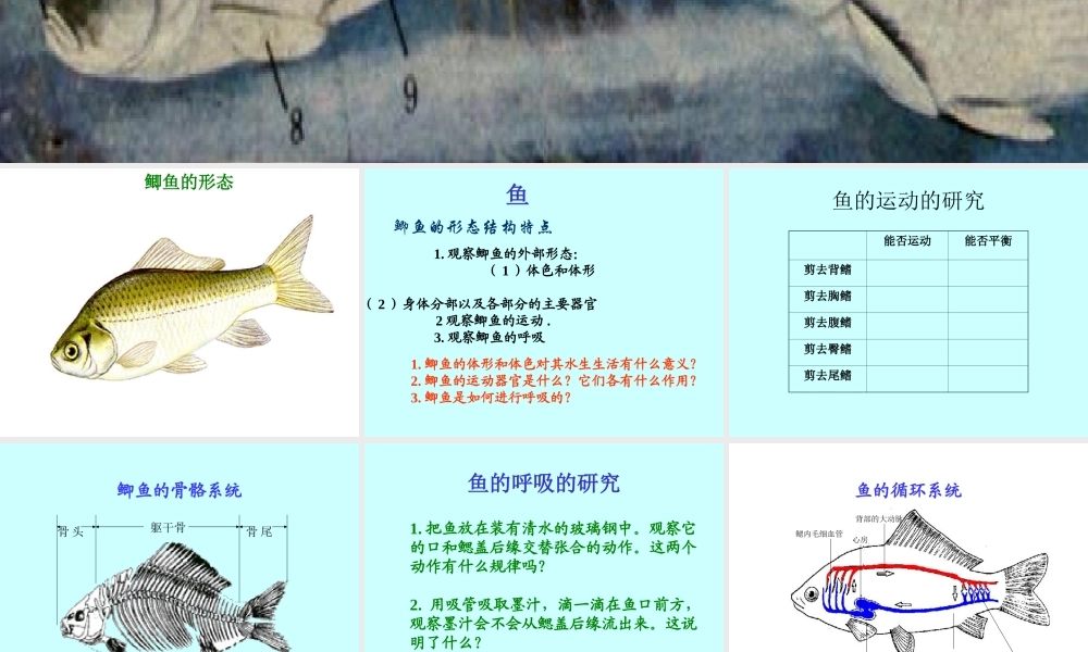 八年级生物新人教版鱼ppt 课件