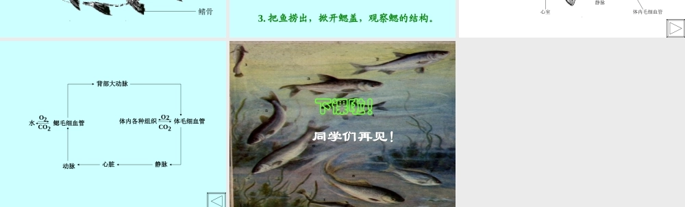八年级生物新人教版鱼ppt 课件