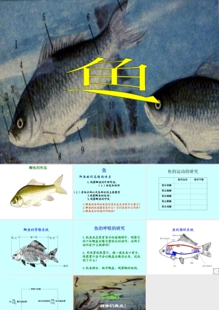 八年级生物新人教版鱼ppt 课件