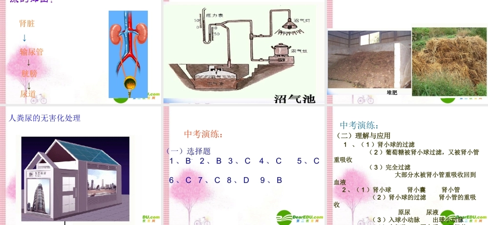 七年级生物下册：第5章 人体内废物的排出(复习课件)人教版 课件