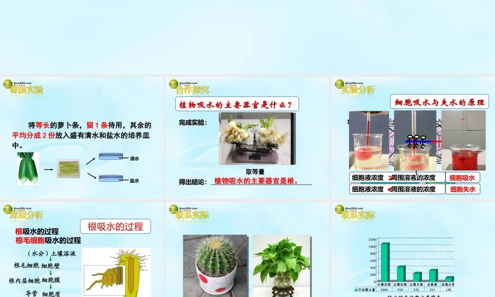 八年级生物上册(根对水分的吸收)课件 冀教版 课件