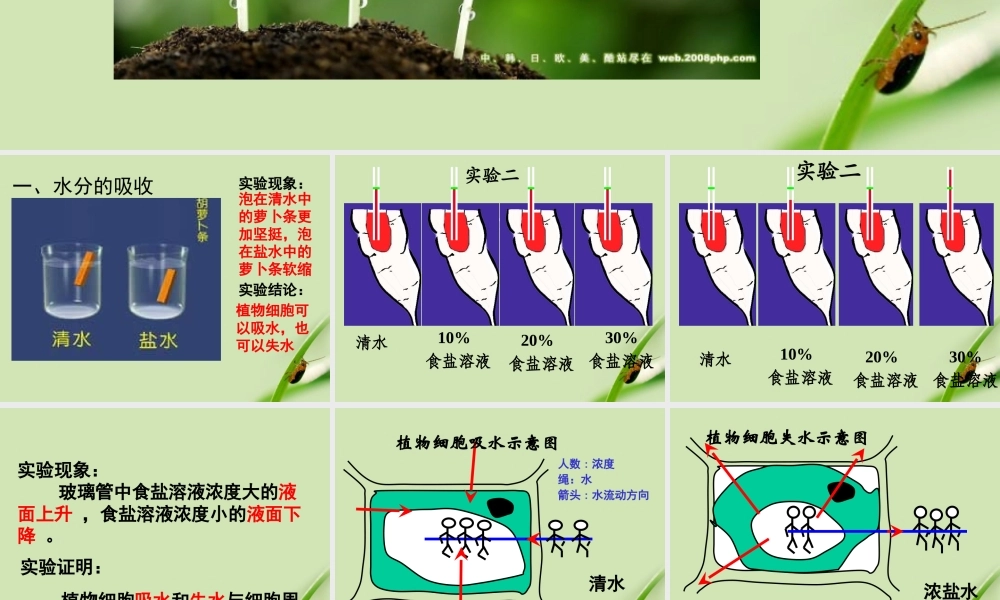 七年级生物上册 第五章第3节吸收作用课件 北师大版 课件