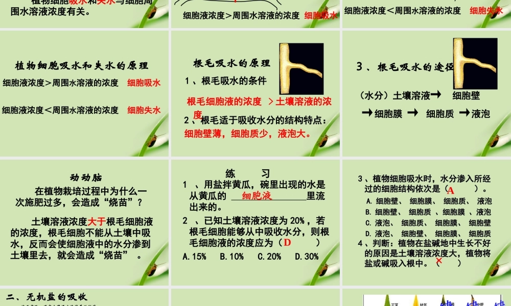 七年级生物上册 第五章第3节吸收作用课件 北师大版 课件