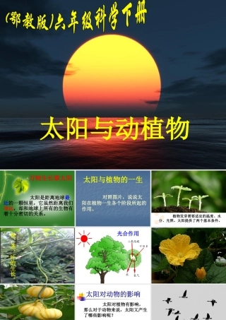 9太阳与动植物