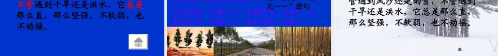 白杨教学课件