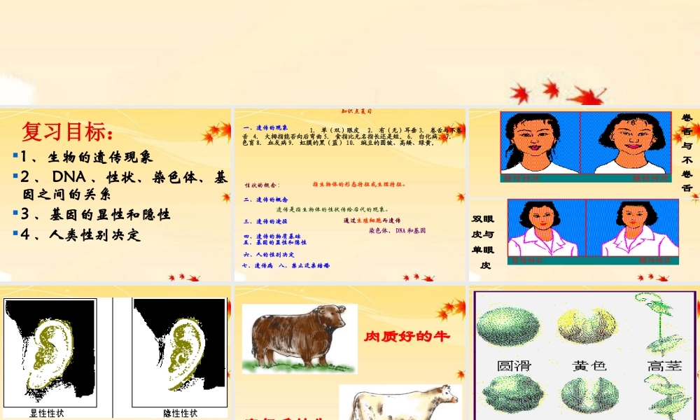 八年级生物上册  第四单元第四章生物的遗传和变异复习课件 济南版 课件