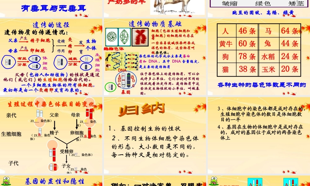 八年级生物上册  第四单元第四章生物的遗传和变异复习课件 济南版 课件