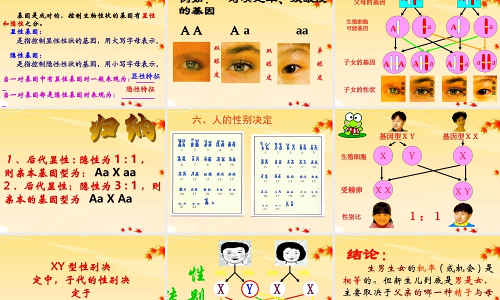 八年级生物上册  第四单元第四章生物的遗传和变异复习课件 济南版 课件
