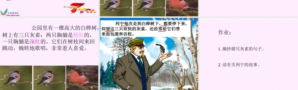 灰雀1d第一课时