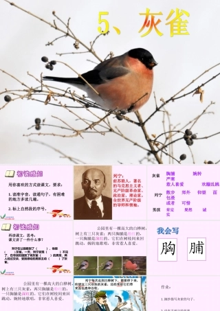 灰雀1d第一课时