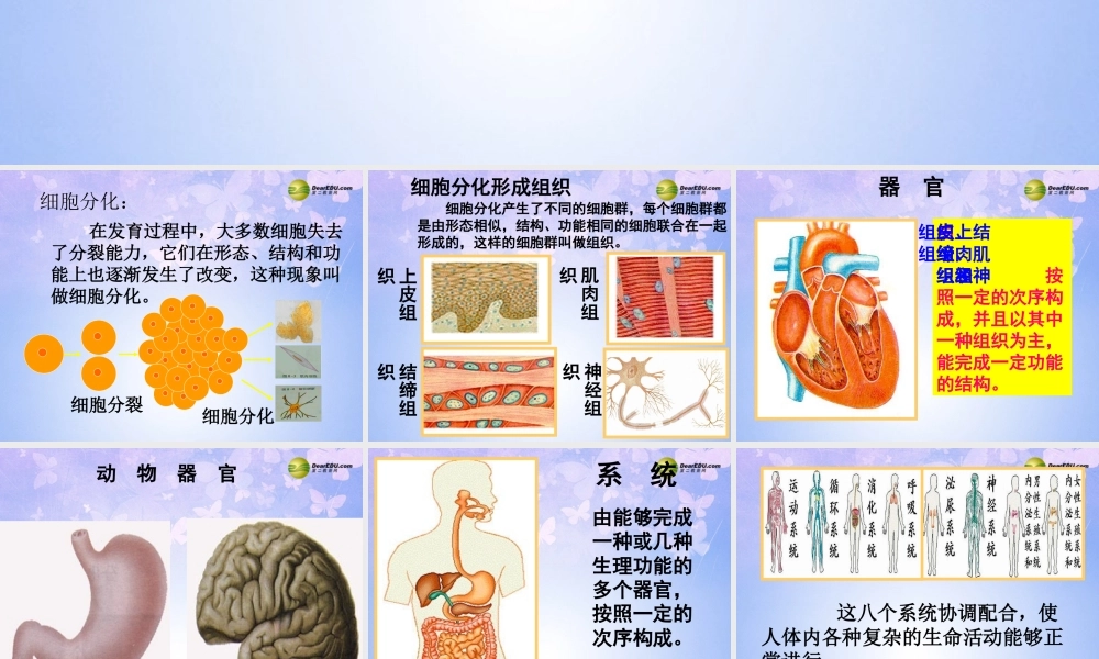 七年级生物上册 第三章 第一节 动物体的结构层次课件 新人教版 课件