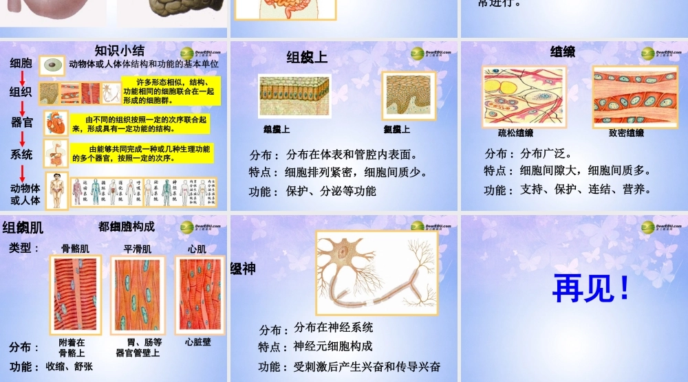 七年级生物上册 第三章 第一节 动物体的结构层次课件 新人教版 课件