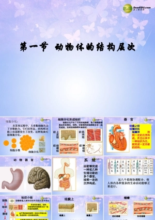 七年级生物上册 第三章 第一节 动物体的结构层次课件 新人教版 课件