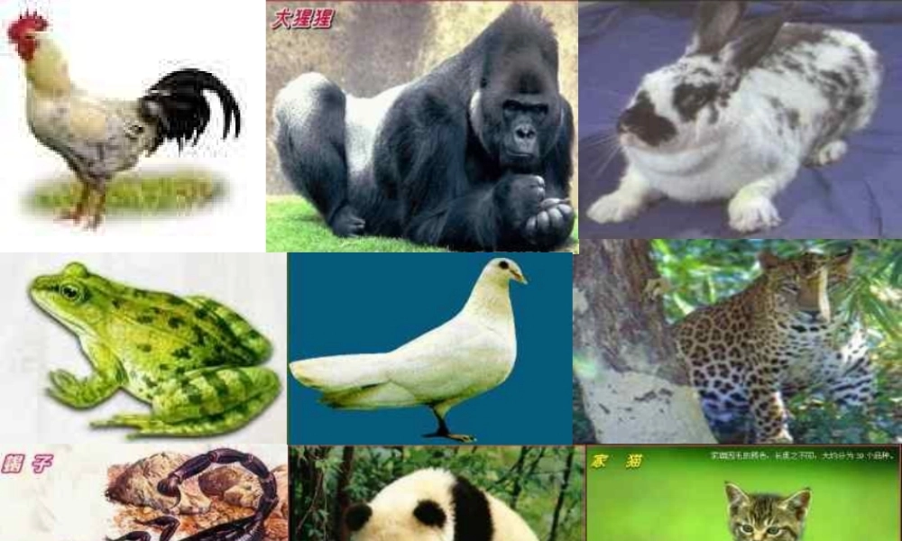 初二生物《动物的食性与合理饲喂》PPT课件