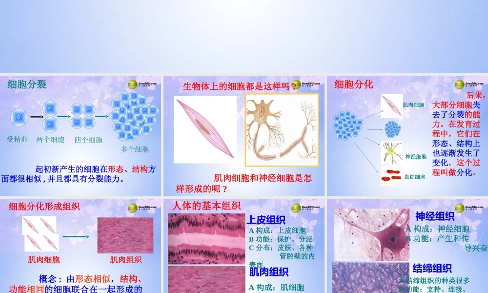 中学七年级生物上册 动物体的结构层次课件 新人教版 课件