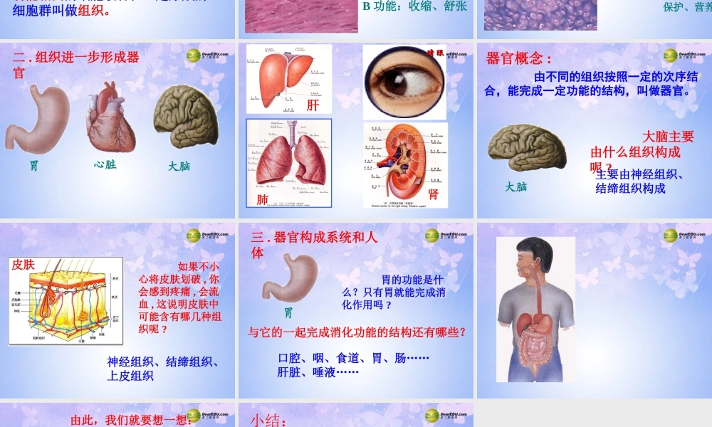 中学七年级生物上册 动物体的结构层次课件 新人教版 课件