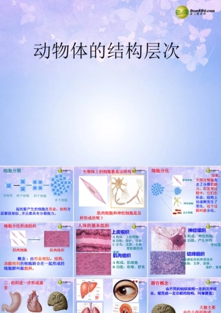 中学七年级生物上册 动物体的结构层次课件 新人教版 课件