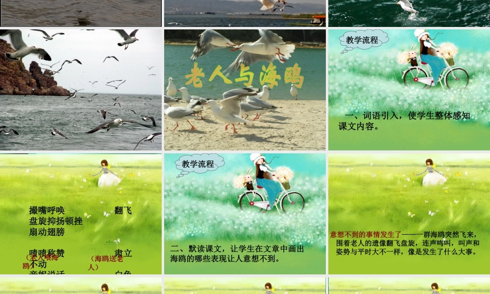《老人与海鸥》ppt课件1-(2)
