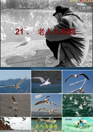 《老人与海鸥》ppt课件1-(2)