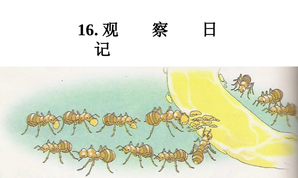 观察日记课件