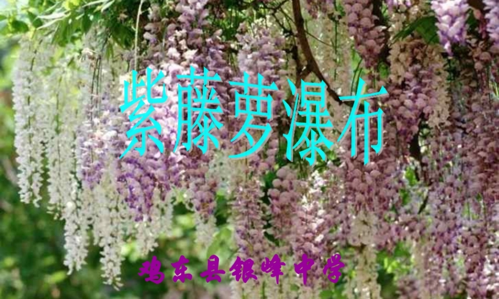 紫藤萝瀑布李金辉