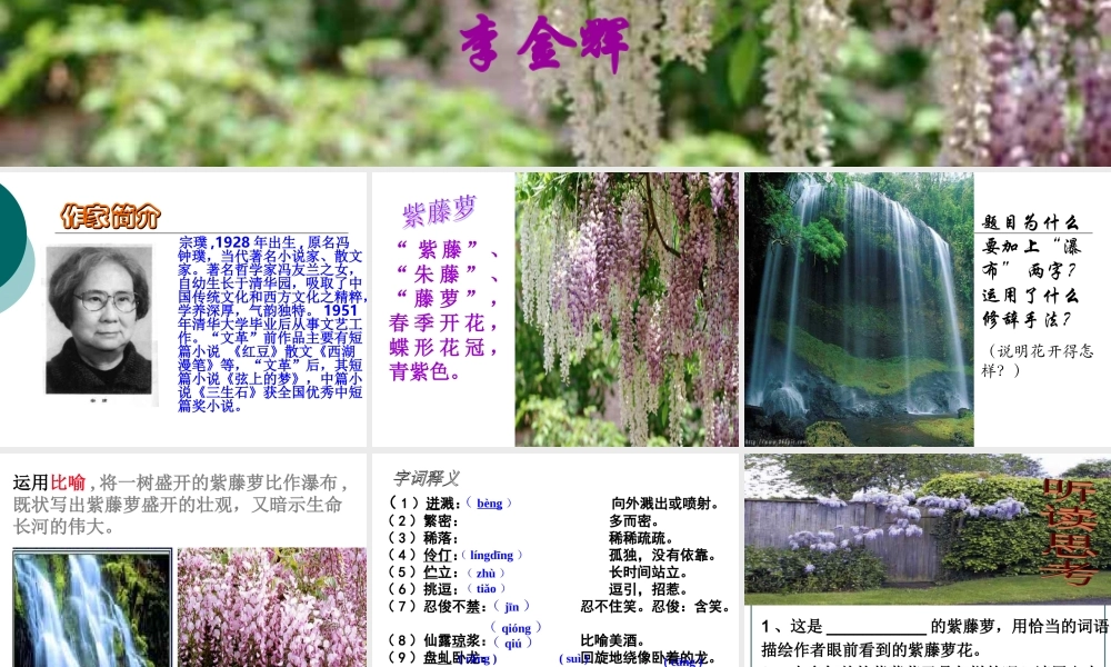 紫藤萝瀑布李金辉