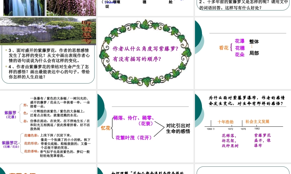 紫藤萝瀑布李金辉