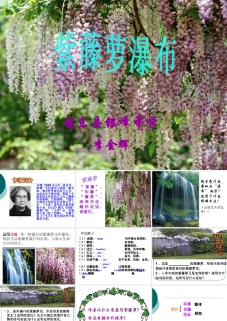 紫藤萝瀑布李金辉