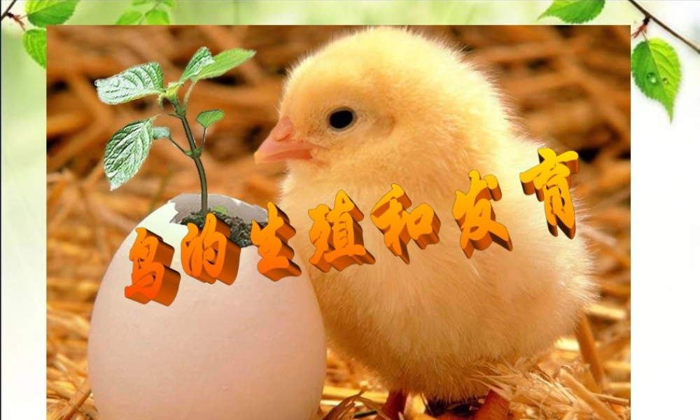 《鸟的生殖和发育》参考课件2