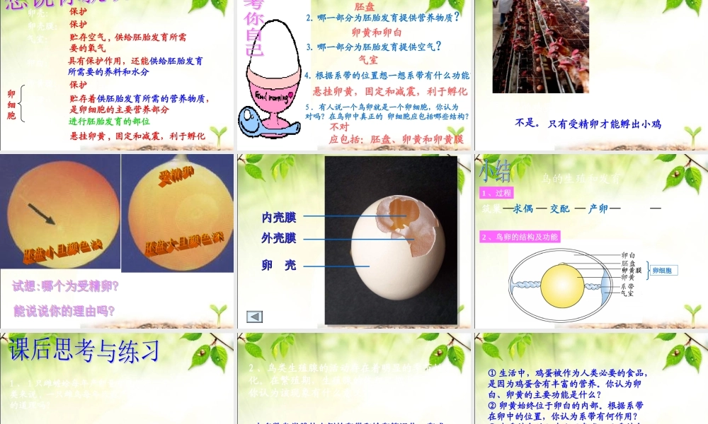《鸟的生殖和发育》参考课件2