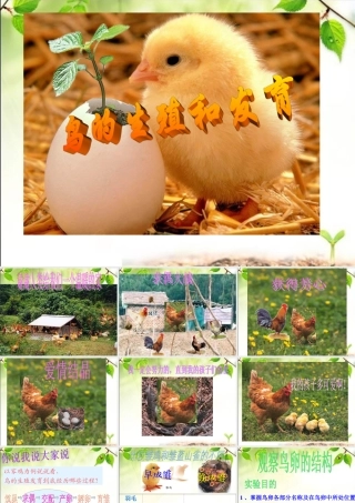 《鸟的生殖和发育》参考课件2