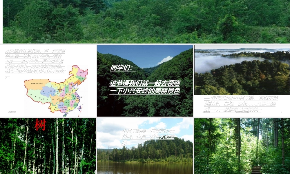 《美丽的小兴安岭》PPT课件