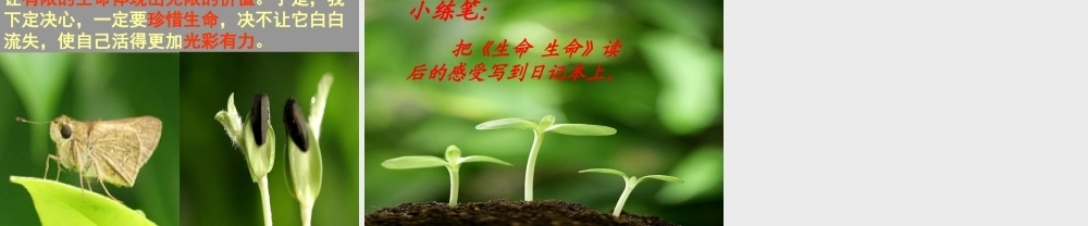 人教版小学四年级下册语文生命生命课件_2