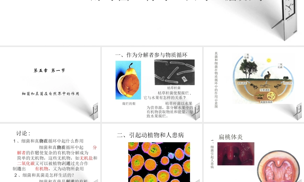 八年级生物上册 5.5.1细菌和真菌在自然界中的作用课件 人教新课标版 课件