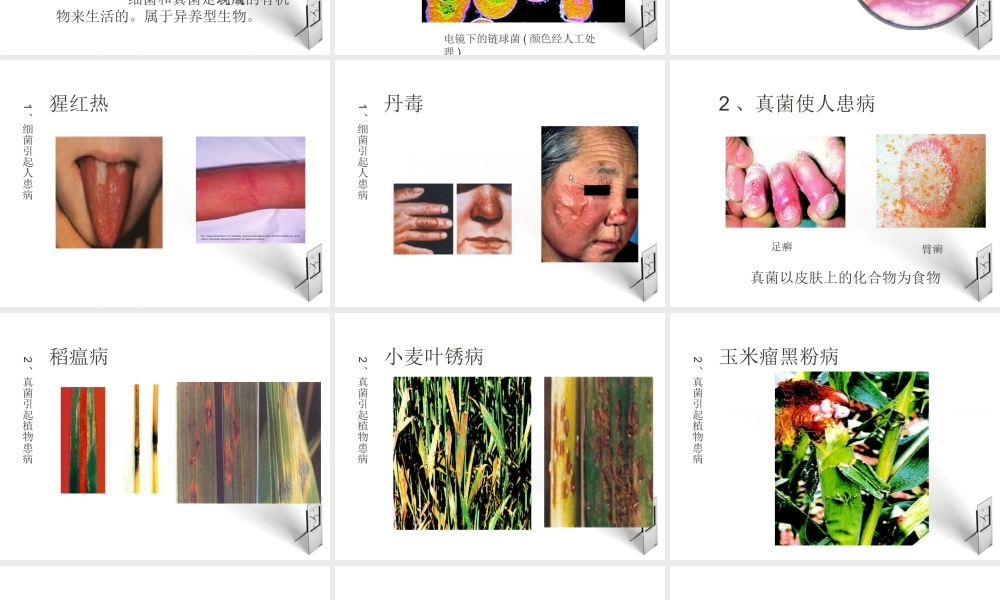 八年级生物上册 5.5.1细菌和真菌在自然界中的作用课件 人教新课标版 课件