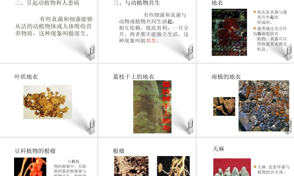八年级生物上册 5.5.1细菌和真菌在自然界中的作用课件 人教新课标版 课件