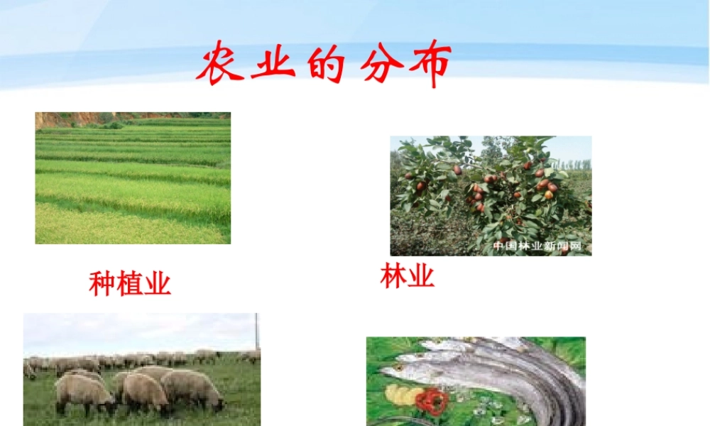 八年级地理上册 第四单元第一课农业的分布教学课件 商务星球版 课件