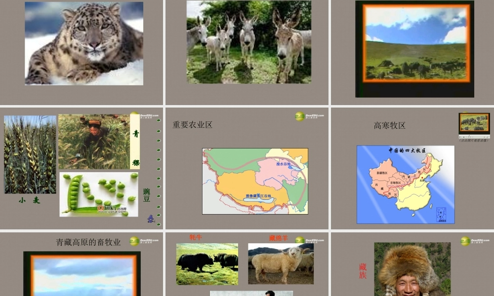八年级地理(青藏地区)课件1 课件