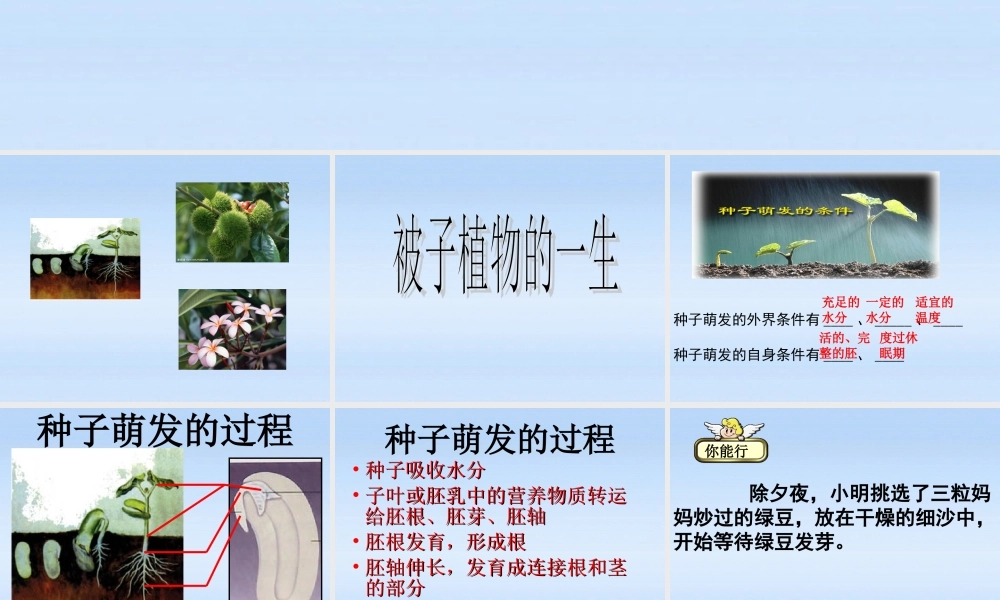 七年级生物上册 被子植物的一生复习课件 人教新课标版 课件