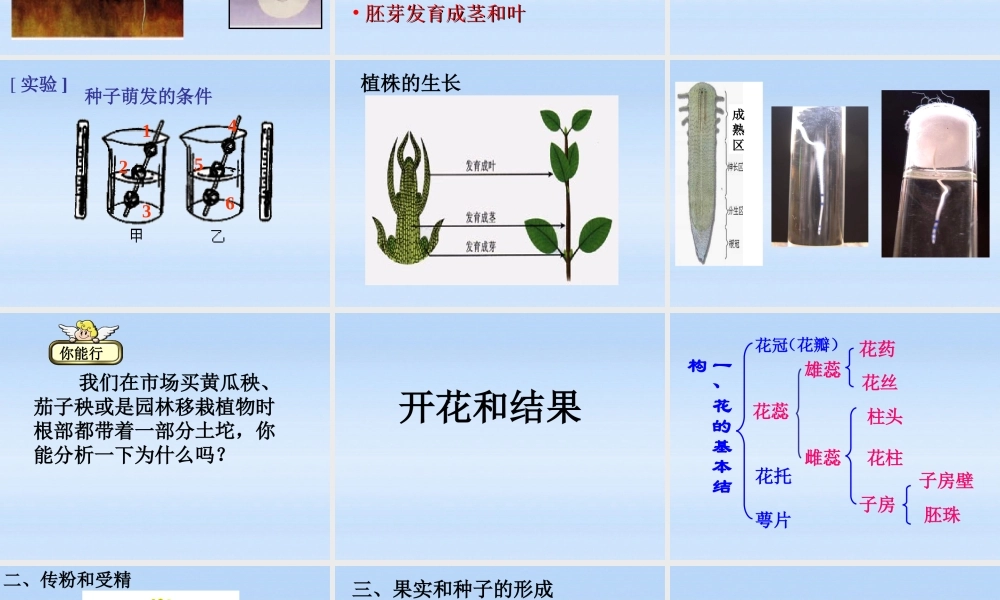 七年级生物上册 被子植物的一生复习课件 人教新课标版 课件
