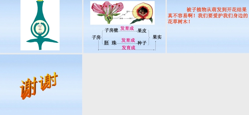 七年级生物上册 被子植物的一生复习课件 人教新课标版 课件