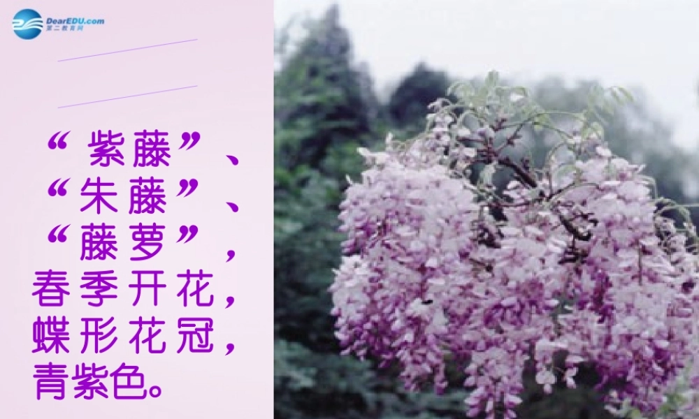 七年级语文上册《紫藤萝瀑布》课件