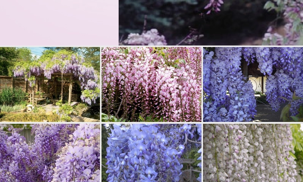 七年级语文上册《紫藤萝瀑布》课件