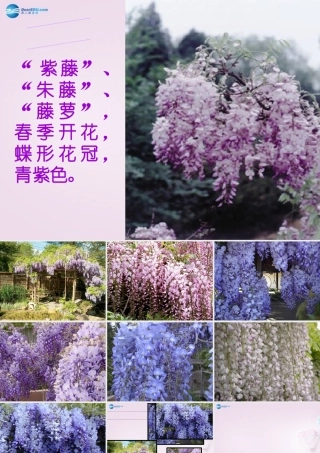 七年级语文上册《紫藤萝瀑布》课件