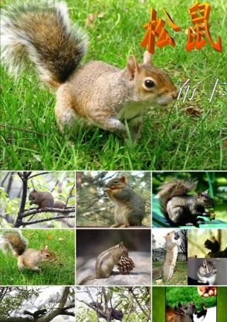 七年级语文下册(15 松鼠)课件 (新版)苏教版 课件