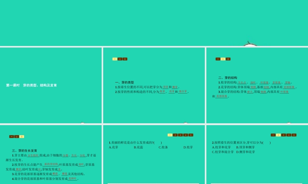 八年级生物上册 第四单元 第一章 第六节 芽的类型和发育(第1课时 芽的类型 结构及发育)课件 (新版)济南版 课件