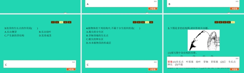八年级生物上册 第四单元 第一章 第六节 芽的类型和发育(第1课时 芽的类型 结构及发育)课件 (新版)济南版 课件